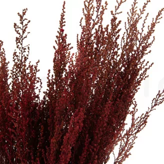 Preserved Stoebe Red