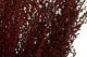 Preserved Stoebe Red 7