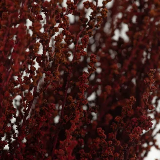 Preserved Stoebe Red