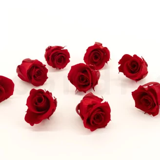 Preserved Rose M Red (set of 9)