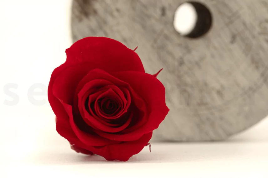 Preserved Rose M Red (set of 9)