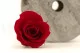 Preserved Rose M Red (set of 9) 1