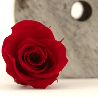 Preserved Rose M Red (set of 9)