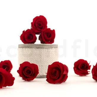 Preserved Rose M Red (set of 9)