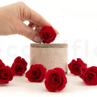 Preserved Rose M Red (set of 9)