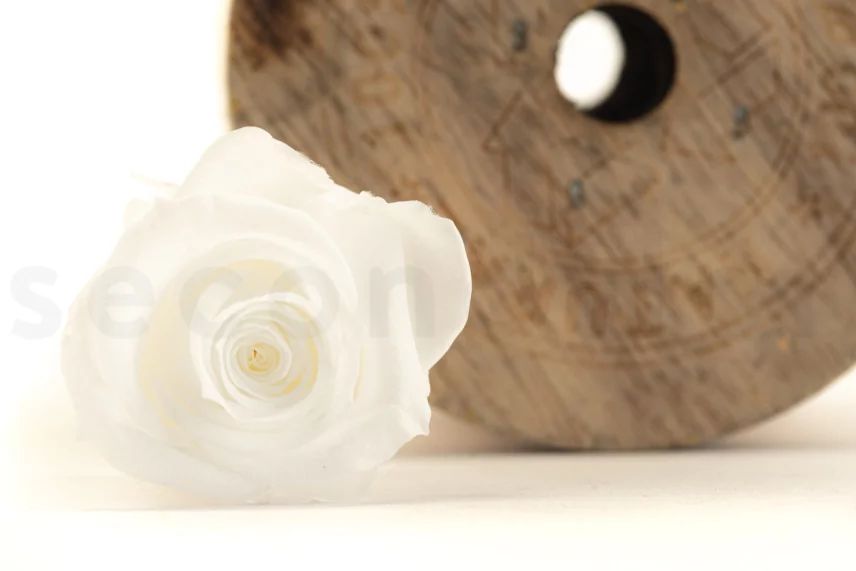Preserved Rose M White (set of 9)