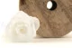Preserved Rose M White (set of 9) 1