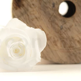 Preserved Rose M White (set of 9)