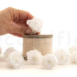 Preserved Rose M White (set of 9)
