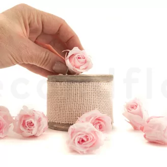 Preserved Rose M Bridal Pink (set of 9)