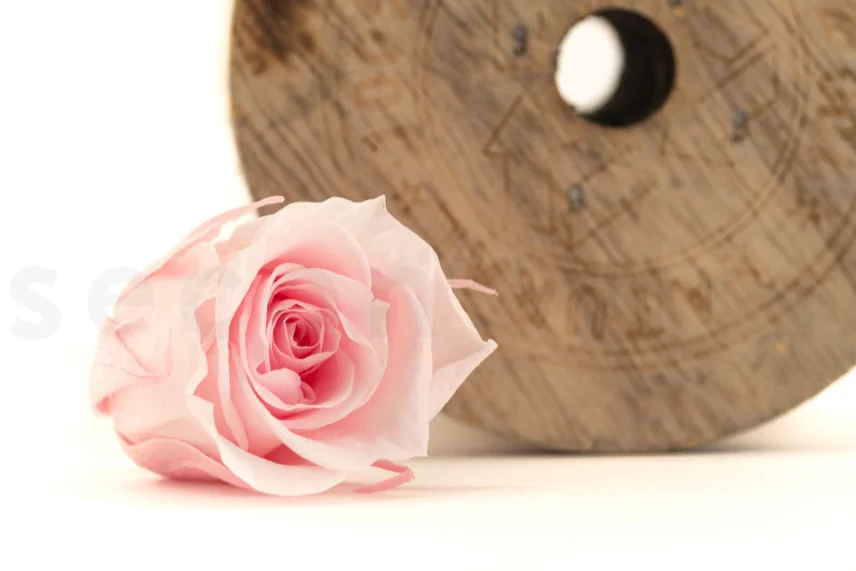 Preserved Rose M Bridal Pink (set of 9)