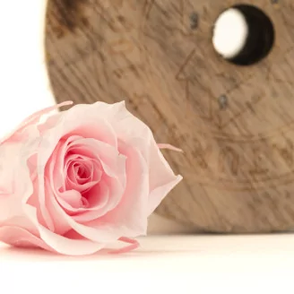 Preserved Rose M Bridal Pink (set of 9)