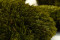 A Box of Mood Moss Nature Green for Making Moss Art