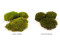 A Box of Mood Moss Light Green for Making Moss Art