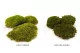 Preserved Mood Moss Light Green (Box) 11