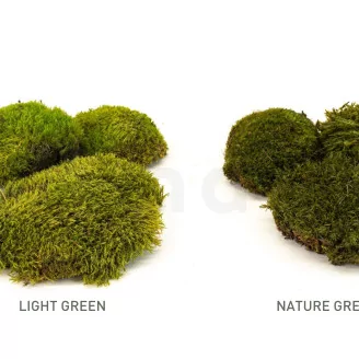Preserved Mood Moss Light Green (Box)