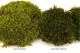 Preserved Mood Moss Light Green (Box) 12