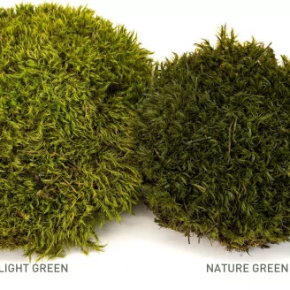 Preserved Mood Moss Light Green (Box)