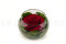A Round Bowl Containing a Red Preserved Rose Set on Preserved Green Hydrangea.