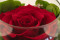 A Round Bowl Containing a Red Preserved Rose Set on Preserved Green Hydrangea.