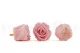 Preserved Rose L Bridal Pink (set of 8) 5