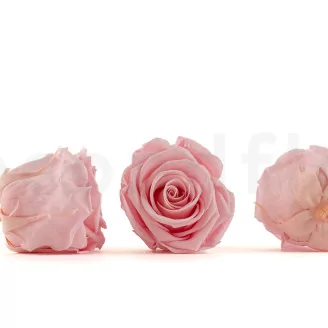 Preserved Rose L Bridal Pink (set of 8)