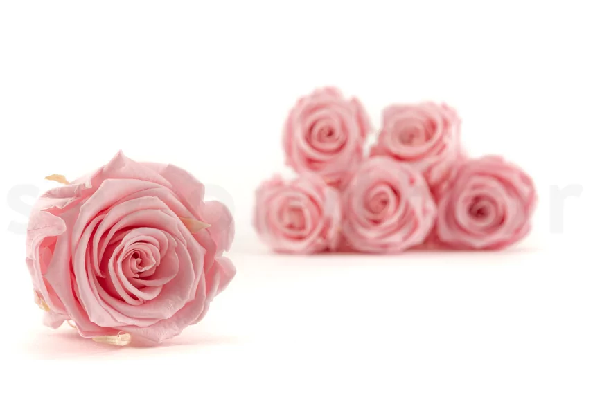 Preserved Rose L Bridal Pink (set of 8)