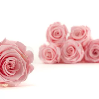 Preserved Rose L Bridal Pink (set of 8)