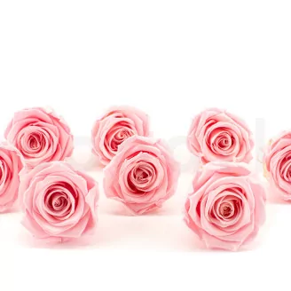 Preserved Rose L Bridal Pink (set of 8)