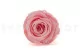 Preserved Rose L Bridal Pink (set of 8) 6