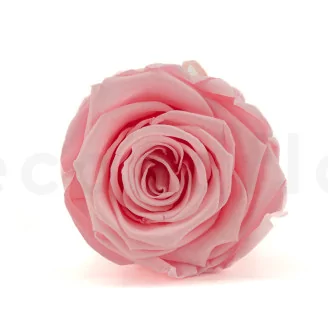 Preserved Rose L Bridal Pink (set of 8)