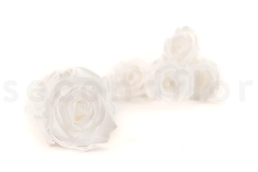 Preserved Rose L Pure White (set of 8)