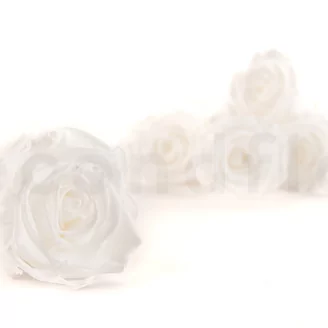 Preserved Rose L Pure White (set of 8)