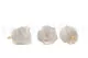 Preserved Rose L Pure White (set of 8) 4