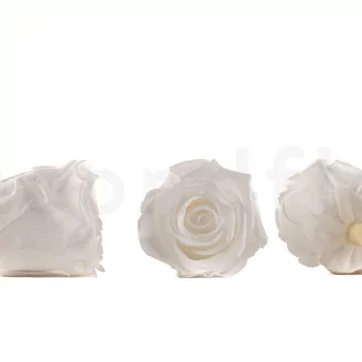 Preserved Rose L Pure White (set of 8)