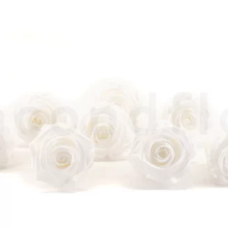 Preserved Rose L Pure White (set of 8)