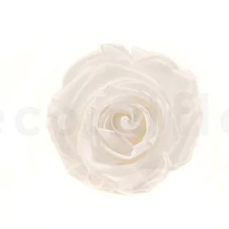 Preserved Rose L Pure White (set of 8)