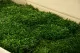 Preserved Long Moss (Bulk Box) 7