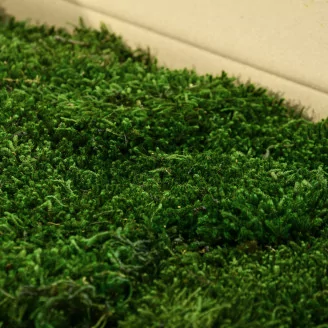 Preserved Long Moss (Bulk Box)