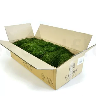 Preserved Long Moss (Bulk Box)