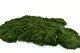 Preserved Long Moss (Bulk Box) 3
