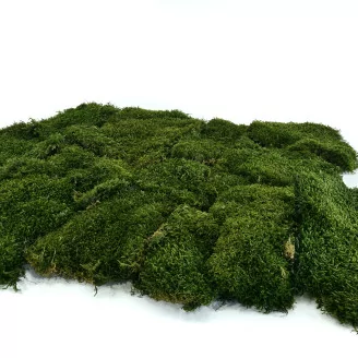 Preserved Long Moss (Bulk Box)