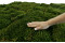 A Bulk Box with Preserved Long Moss, Ideal for Crafting Plant Frames