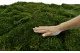 Preserved Long Moss (Bulk Box) 4