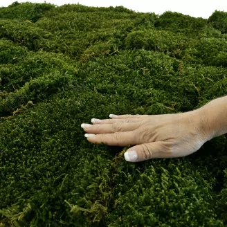Preserved Long Moss (Bulk Box)