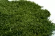 Preserved Long Moss (Bulk Box) 5
