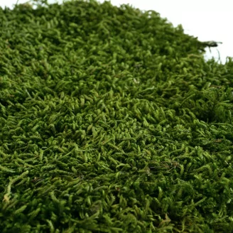 Preserved Long Moss (Bulk Box)