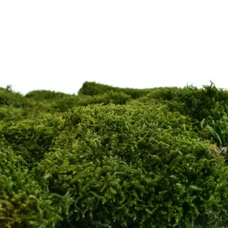 Preserved Long Moss (Bulk Box)
