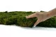 Preserved Long Moss (Bulk Box) 9