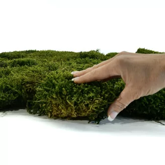Preserved Long Moss (Bulk Box)